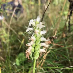 Sphinx ladies’ tresses thumbnail 1
