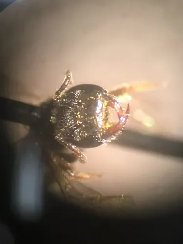 smooth-backed sweat bee