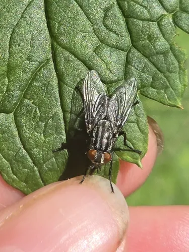 Friendly Flesh Fly