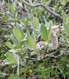 Barratt's Willow thumbnail 3