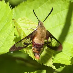 Hummingbird Clearwing thumbnail 3