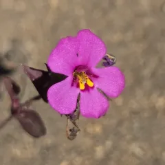 Deschutes Monkeyflower thumbnail 3