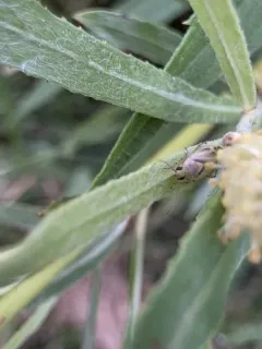 Trefoil Plant Bug thumbnail 1