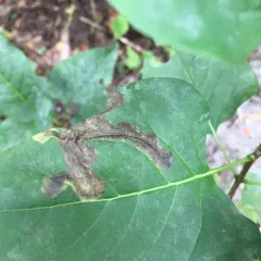 Lilac Leafminer Moth thumbnail 3