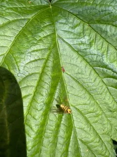Chrysopilus testaceipes thumbnail 4