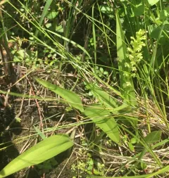 pale green orchid thumbnail 4