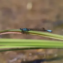 Swift Forktail thumbnail 3