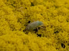 Trefoil Plant Bug thumbnail 4
