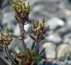Fernald's Braya thumbnail 1