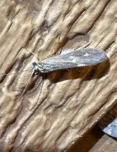 Neureclipsis bimaculata thumbnail 4