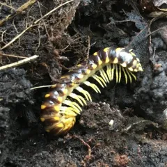 Rudiloria trimaculata thumbnail 3