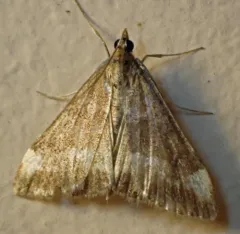 Pyrausta nicalis thumbnail 4