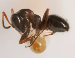 Fuzzy Mound Ant thumbnail 2