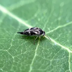 Mordella insulata thumbnail 4