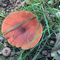 hygrophorus milkcap thumbnail 3