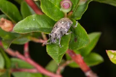 Trichalophus didymus thumbnail 3