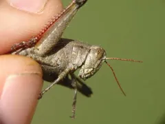 Scudder's Short-winged Grasshopper thumbnail 2