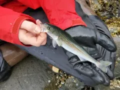 Sablefish thumbnail 3