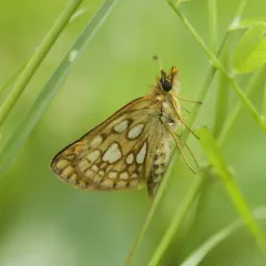 Arctic Skipper thumbnail 4