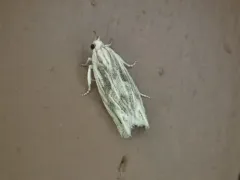 Olivaceous Eucosma Moth thumbnail 2