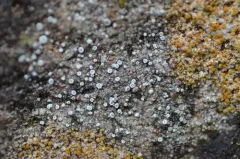 Myriolecis crenulata thumbnail 2