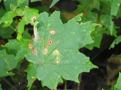 bullseye leaf spot thumbnail 3