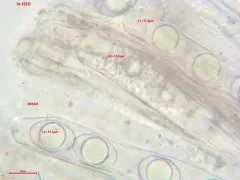 Helvella atra thumbnail 2