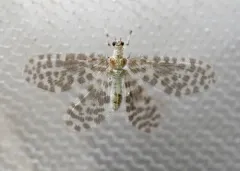 Nallachius americanus thumbnail 3