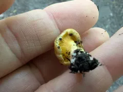 Chicago chanterelle thumbnail 3
