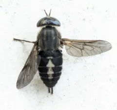 Chained Horse Fly thumbnail 4