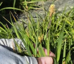 Bigelow's sedge thumbnail 4