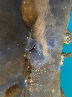 Jelly Crust Tunicate thumbnail 2