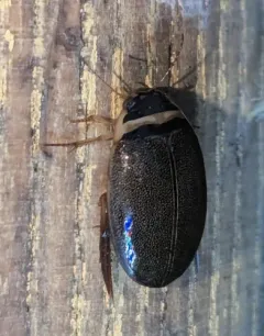 Graphoderus occidentalis thumbnail 3