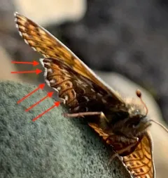 Polaris Fritillary thumbnail 4