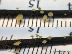 Hymenoscyphus caudatus thumbnail 4