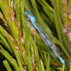 Boreal Bluet thumbnail 3