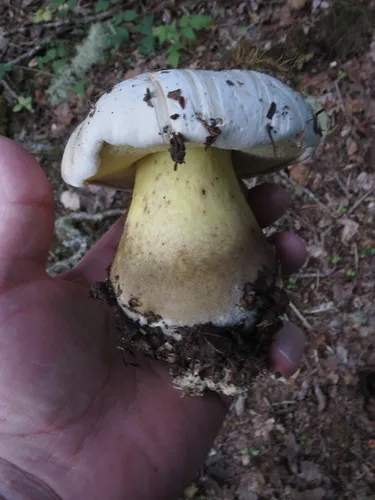 Ben's Bitter Bolete