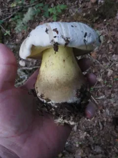 Ben's Bitter Bolete thumbnail 1