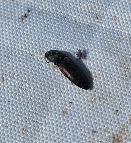 Needle-duff Click Beetle