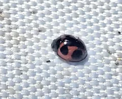 Winter Lady Beetle thumbnail 3