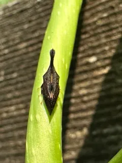 Two-Marked Treehopper thumbnail 4