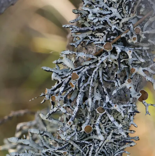 Seaside Bone Lichen