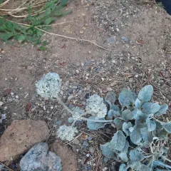 Seaside Buckwheat thumbnail 4