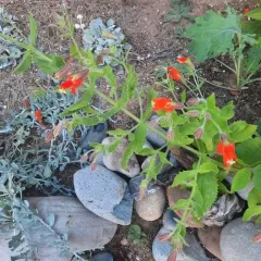 scarlet monkeyflower thumbnail 4