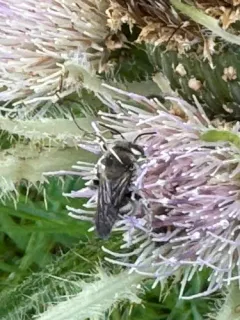 Timberlake's Resin-Leafcutter thumbnail 3