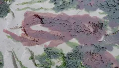 Wildemania occidentalis thumbnail 3
