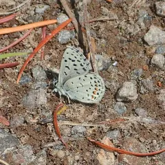 Dotted Blue thumbnail 4