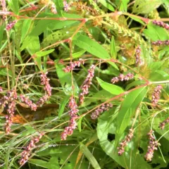 low smartweed thumbnail 2