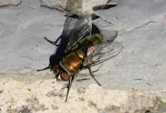 Australian Sheep Blow Fly thumbnail 3
