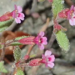 Brewer's Monkeyflower thumbnail 4